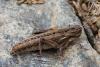Eumigus sp.